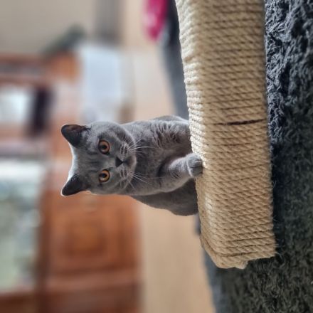 Ankündigung eines Wurfs, voraussichtlich Mitte Mai