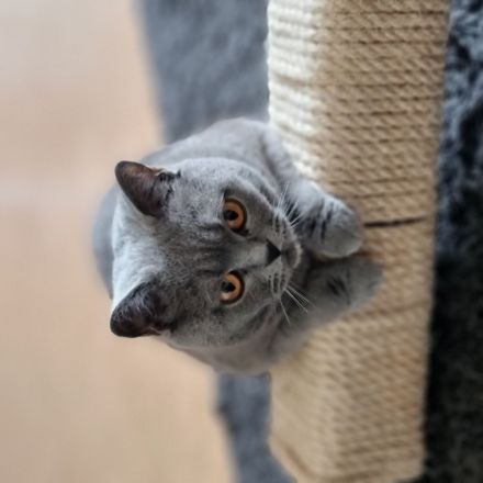 Ankündigung eines Wurfs, voraussichtlich Mitte Mai