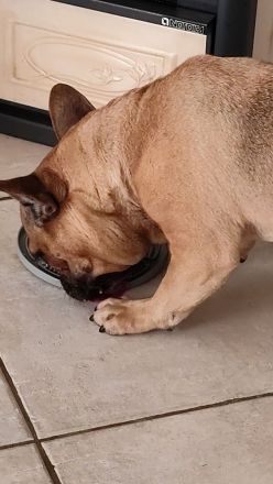 Französische Bulldogge Rüde unkastriert 7 Jahre