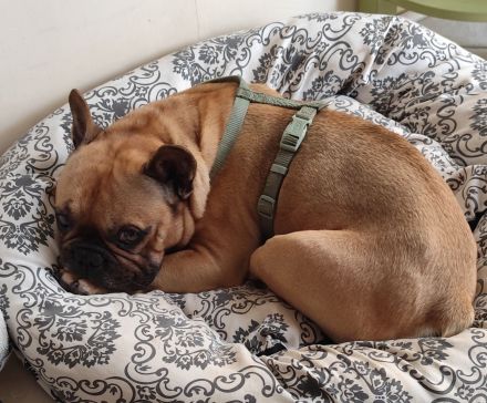 Französische Bulldogge Rüde unkastriert 7 Jahre