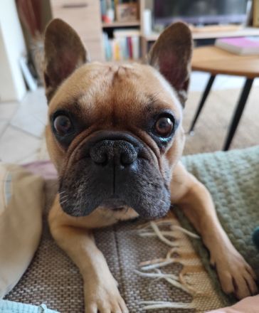 Französische Bulldogge Rüde unkastriert 7 Jahre