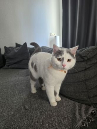 BKH Deckkater - Lilac Harlekin