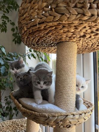 BKH Deckkater - Lilac Harlekin