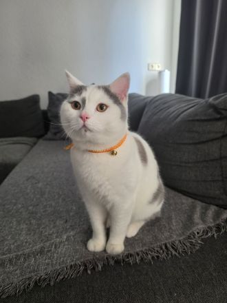 BKH Deckkater - Lilac Harlekin