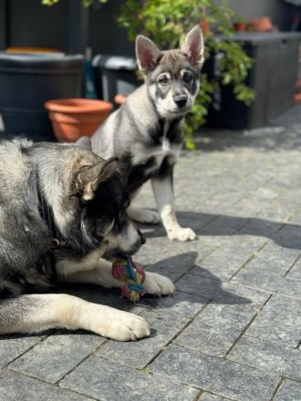 Wurfankündigung Jämthund