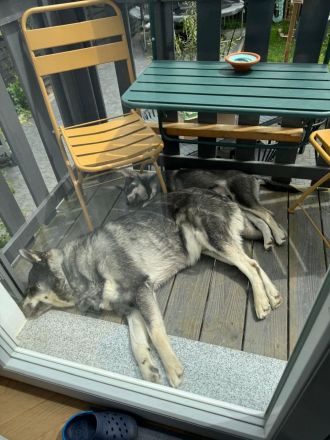 Wurfankündigung Jämthund