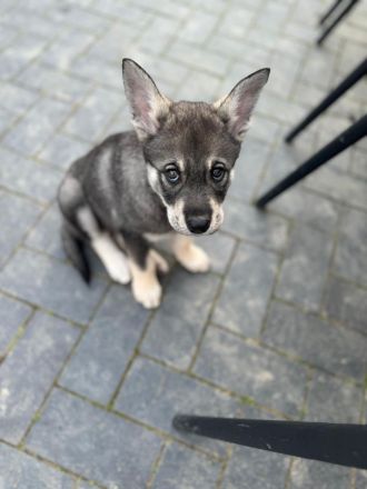 Wurfankündigung Jämthund