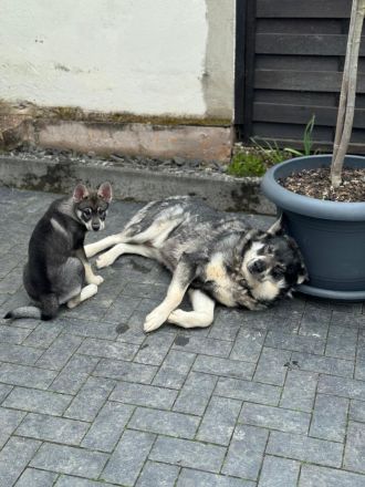 Wurfankündigung Jämthund