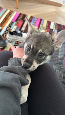 Wurfankündigung Jämthund