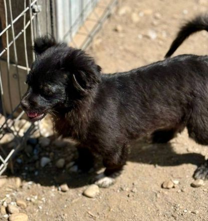 Edwina, ein entzückendes kleines Hundemädchen sucht ihre Lieblingsmenschen