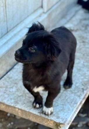 Edwina, ein entzückendes kleines Hundemädchen sucht ihre Lieblingsmenschen