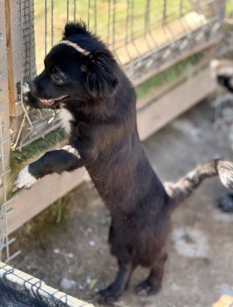 Edwina, ein entzückendes kleines Hundemädchen sucht ihre Lieblingsmenschen