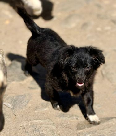 Edwina, ein entzückendes kleines Hundemädchen sucht ihre Lieblingsmenschen