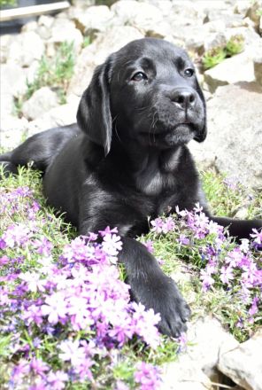 Labrador Welpen mit Ahnentafel vom Züchter
