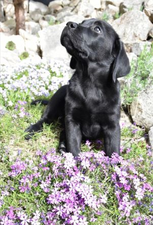 Labrador Welpen mit Ahnentafel vom Züchter