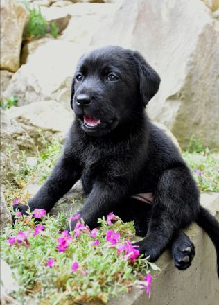 Labrador Welpen mit Ahnentafel vom Züchter