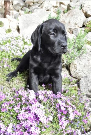 Labrador Welpen mit Ahnentafel vom Züchter
