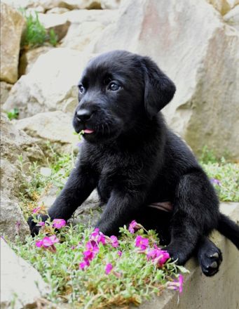 Labrador Welpen mit Ahnentafel vom Züchter