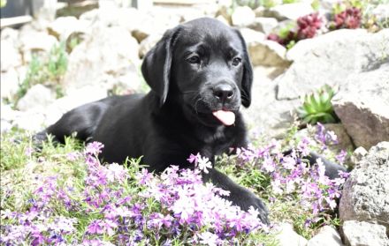 Labrador Welpen mit Ahnentafel vom Züchter
