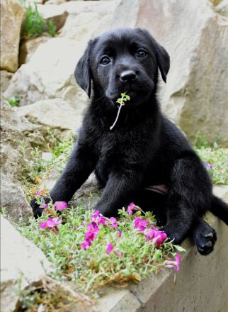 Labrador Welpen mit Ahnentafel vom Züchter