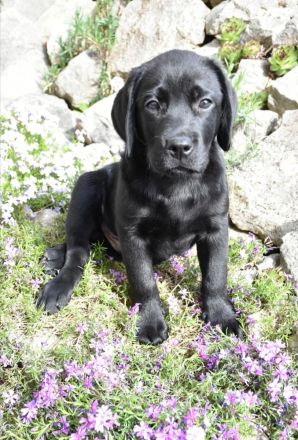 Labrador Welpen mit Ahnentafel vom Züchter