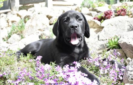 Labrador Welpen mit Ahnentafel vom Züchter
