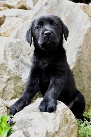Labrador Welpen mit Ahnentafel vom Züchter