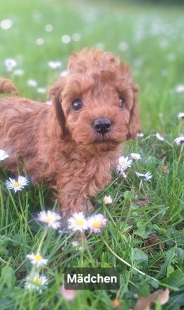 Traumhafte Toy- & Zwergpudel Welpen in RED / APRICOT (Genetisch getestet)