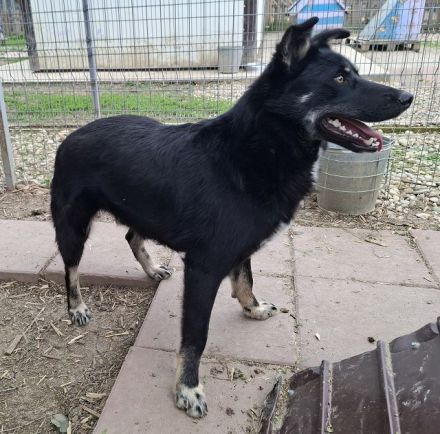 Amico, sehr menschenbezogener, agiler Junghund sucht aktive, liebevolle Menschen, 10M, 58 cm