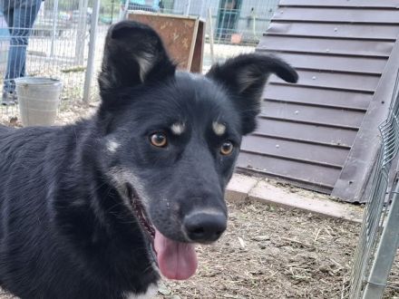 Amico, sehr menschenbezogener, agiler Junghund sucht aktive, liebevolle Menschen, 10M, 58 cm