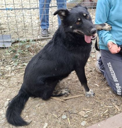 Amico, sehr menschenbezogener, agiler Junghund sucht aktive, liebevolle Menschen, 10M, 58 cm