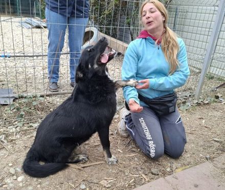 Amico, sehr menschenbezogener, agiler Junghund sucht aktive, liebevolle Menschen, 10M, 58 cm