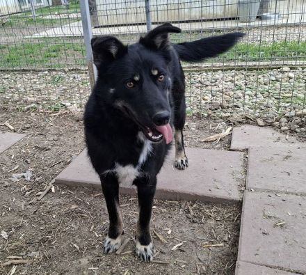 Amico, sehr menschenbezogener, agiler Junghund sucht aktive, liebevolle Menschen, 10M, 58 cm