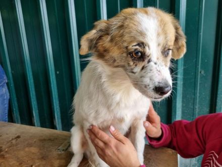 Banana, wer hat Platz und ein Herz für eine zarte, safte Seele?  4J, 38 cm