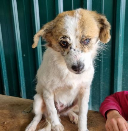 Banana, wer hat Platz und ein Herz für eine zarte, safte Seele?  4J, 38 cm