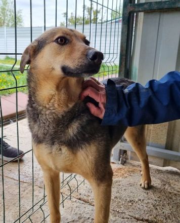 Benji, freundlich, offener Hund, der sich nach Zuwendung sehnt, 4J, 52 cm