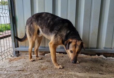 Benji, freundlich, offener Hund, der sich nach Zuwendung sehnt, 4J, 52 cm