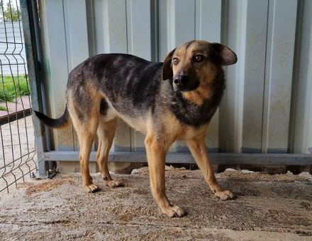 Benji, freundlich, offener Hund, der sich nach Zuwendung sehnt, 4J, 52 cm