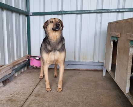 Benji, freundlich, offener Hund, der sich nach Zuwendung sehnt, 4J, 52 cm