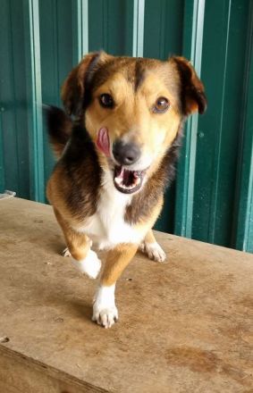 Bixby, unkomplizierter, lebensfroher Begleiter wartet auf sein eigenes Zuhause, 2J, 39 cm