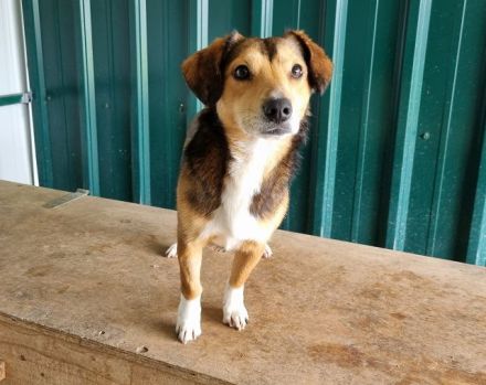Bixby, unkomplizierter, lebensfroher Begleiter wartet auf sein eigenes Zuhause, 2J, 39 cm