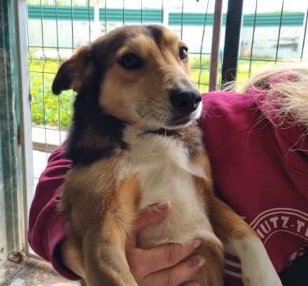 Bixby, unkomplizierter, lebensfroher Begleiter wartet auf sein eigenes Zuhause, 2J, 39 cm