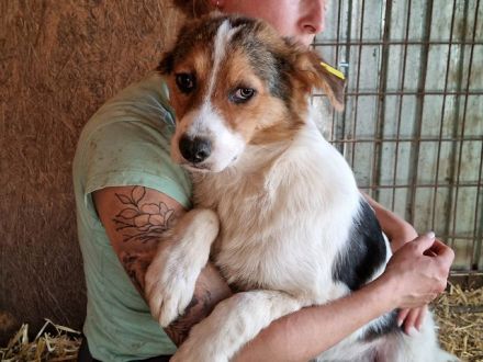 Cari, mittelgroße, zurückhaltende Hündin sucht verständnisvolles, ruhiges Zuhause, 2J, 51cm