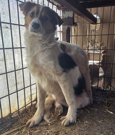 Cari, mittelgroße, zurückhaltende Hündin sucht verständnisvolles, ruhiges Zuhause, 2J, 51cm