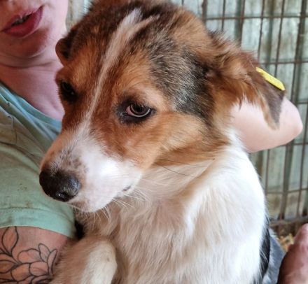 Cari, mittelgroße, zurückhaltende Hündin sucht verständnisvolles, ruhiges Zuhause, 2J, 51cm