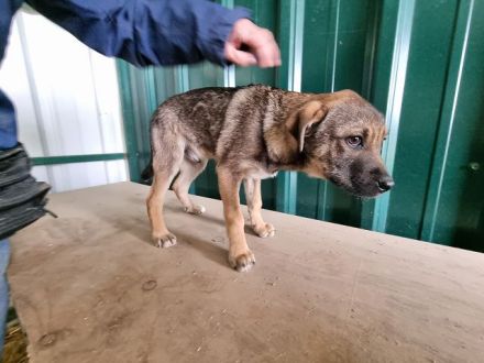 Carsten, lebendiger, lustiger Kerl, der Menschen für das kleine Ein-mal-Eins sucht, 5M, 38 cm