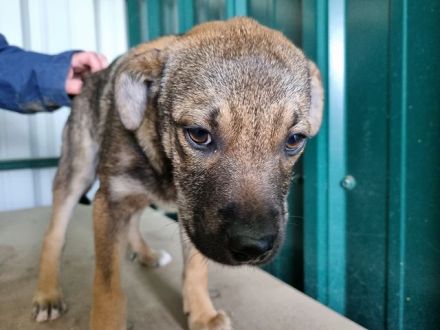 Carsten, lebendiger, lustiger Kerl, der Menschen für das kleine Ein-mal-Eins sucht, 5M, 38 cm