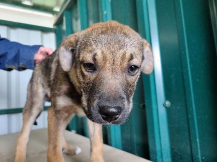 Carsten, lebendiger, lustiger Kerl, der Menschen für das kleine Ein-mal-Eins sucht, 5M, 38 cm
