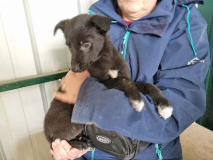 Fiete, wer gibt diesem jungen süßen Kerl eine Chance auf ein schönes Leben? 3M, 26 cm