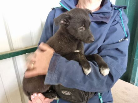 Fiete, wer gibt diesem jungen süßen Kerl eine Chance auf ein schönes Leben? 3M, 26 cm